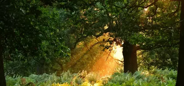 Tree among the braken in Richmond Park in autumn